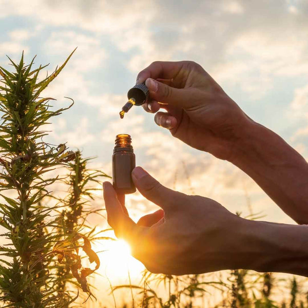 CBD : dangers, effets secondaires et précautions 2026