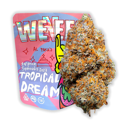 Variété Tropical Dream - 1er Spannabis Cup 2023 🏆