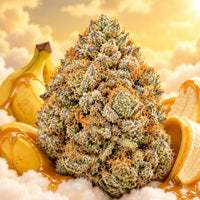 Banana Runtz Indoor 2