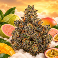 Guava Indoor 2