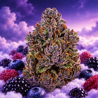 Purple Berry Indoor 2