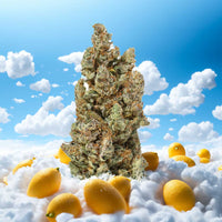 Lemon Haze Indoor 2